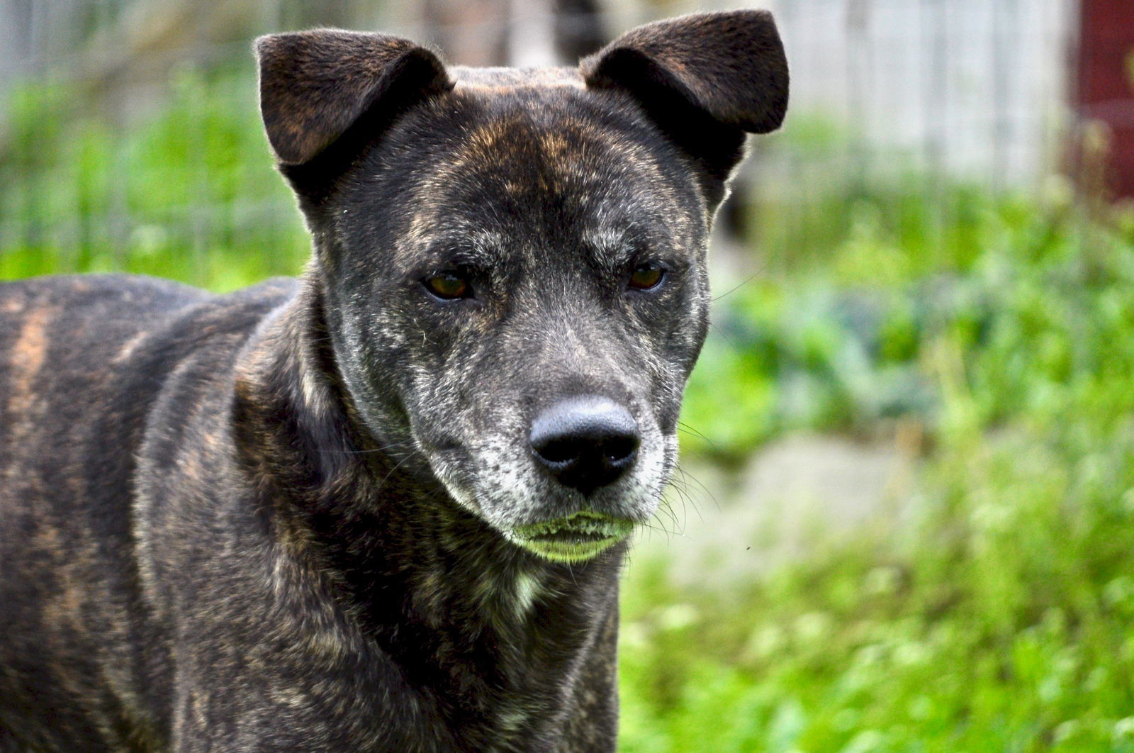 Aspen, an adoptable Mountain Cur in Poland, IN, 47868 | Photo Image 2