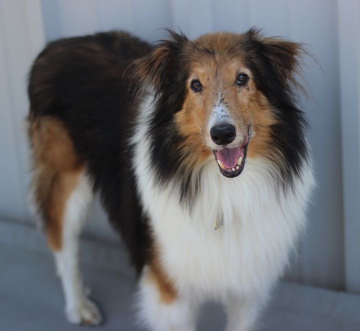 Dog For Adoption Casey A Shetland Sheepdog Sheltie In Charlotte Nc Petfinder