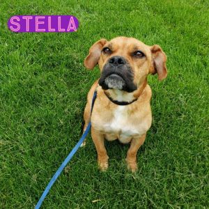 Stella