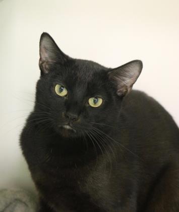 Gill, an adoptable Domestic Short Hair in Springfield, MO, 65803 | Photo Image 2