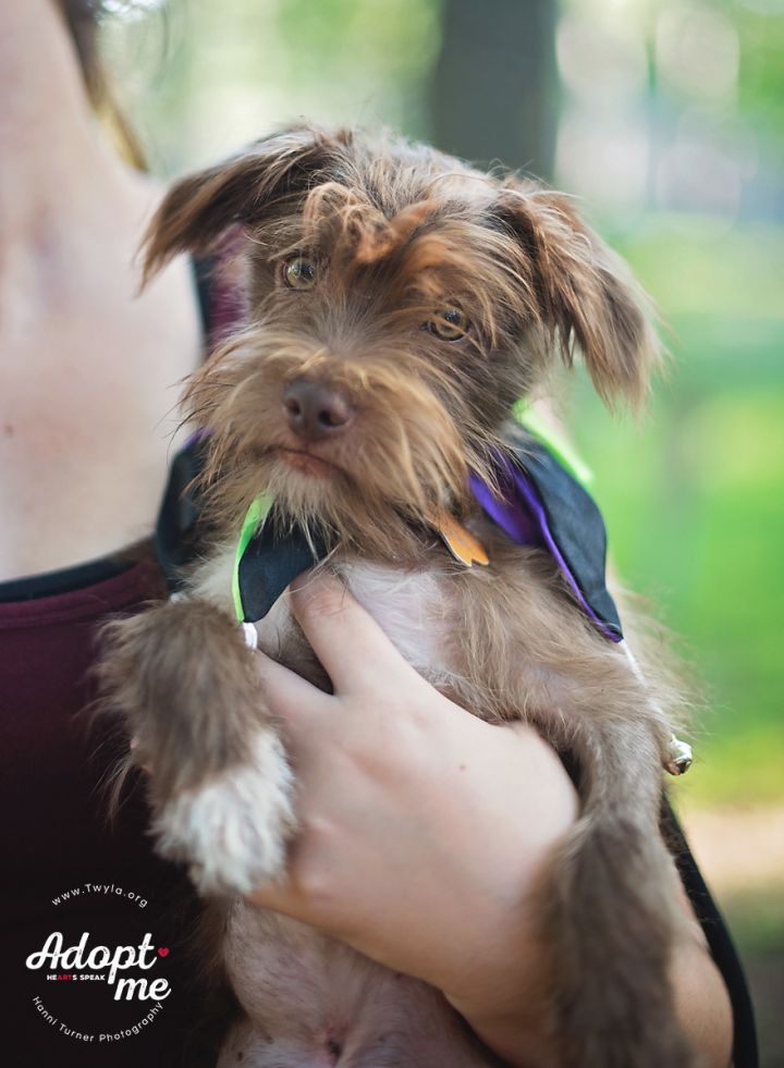 Bronx, an adopted Schnauzer & Terrier Mix in Kingwood, TX_image-1
