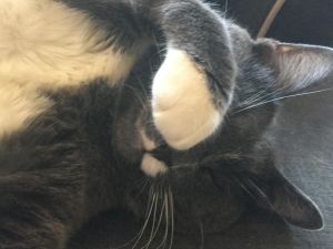 . Google Blind Modified Russian Blue Tux .