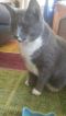 . Google Blind Modified Russian Blue Tux .