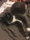 . Google Blind Modified Russian Blue Tux .