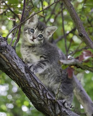 Cat For Adoption Mario An American Shorthair In Washoe Valley