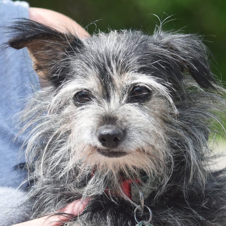 Dog For Adoption Francesca A Yorkshire Terrier Wirehaired