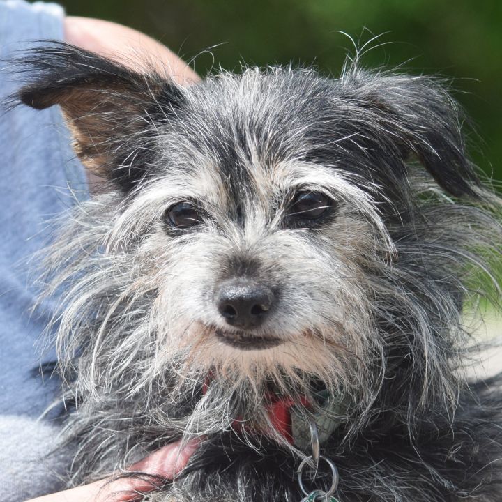 Dog For Adoption Francesca A Yorkshire Terrier Wirehaired