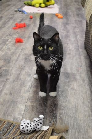 Cat For Adoption Midnight A Domestic Short Hair In House