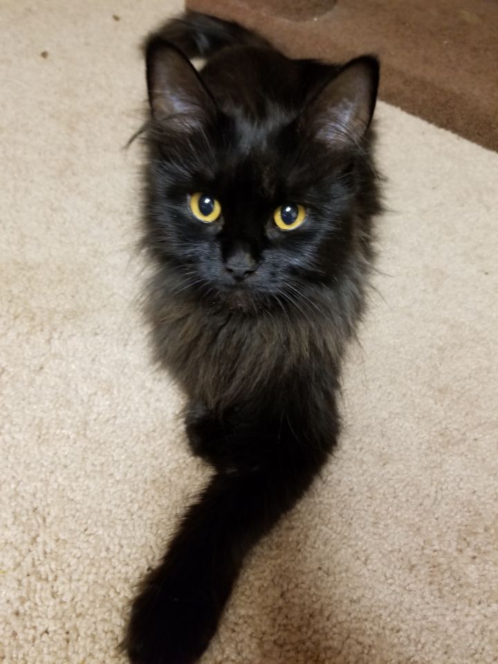 Cat For Adoption Larsa A Domestic Medium Hair In Santa Cruz Ca