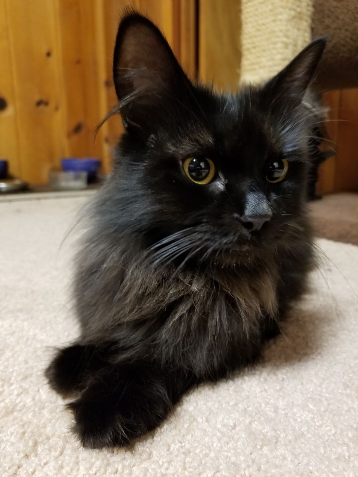 Cat For Adoption Larsa A Domestic Medium Hair In Santa Cruz Ca
