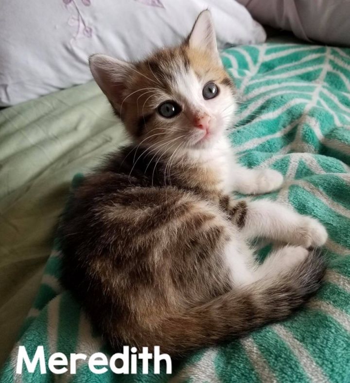Meredith 2