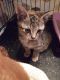 . Cray and Lila Kitties .