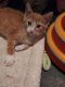 . Cray and Lila Kitties .