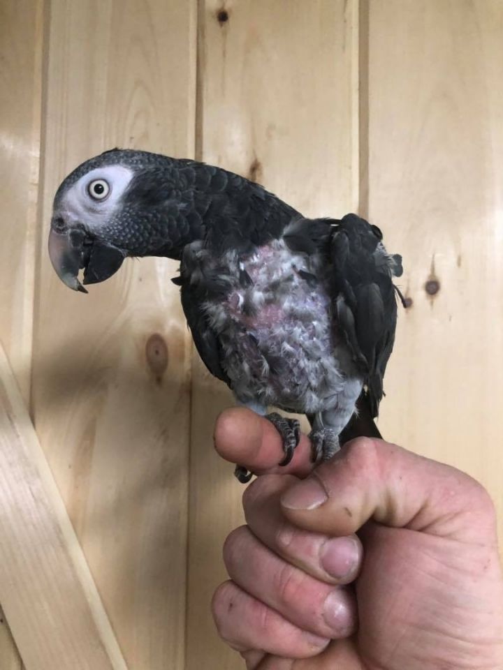 African grey deals parrot for adoption