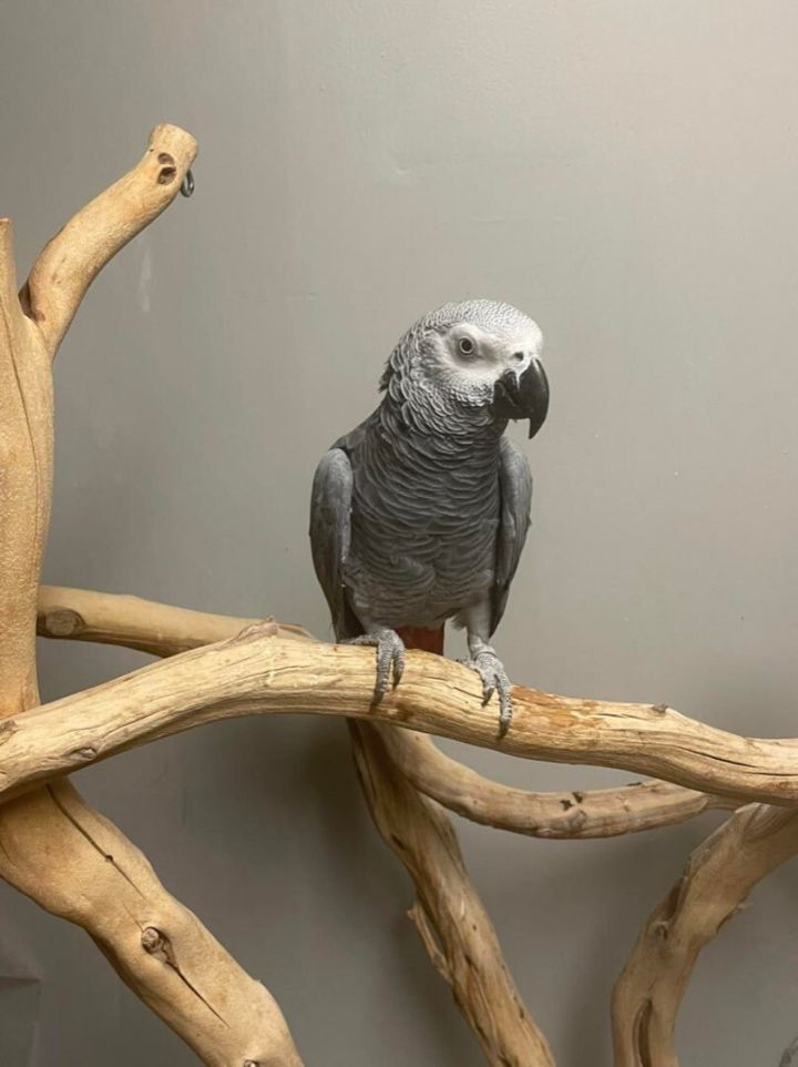 African grey deals parrot for adoption