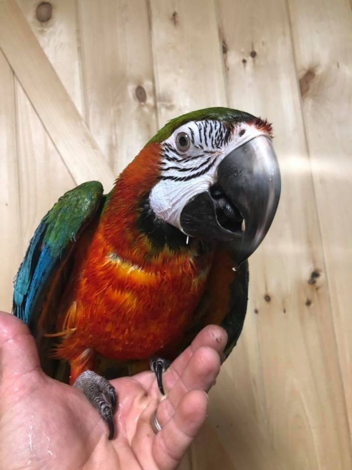 Macaw adoption sale