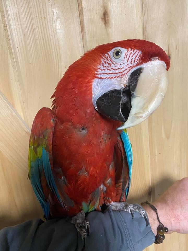 LGR Macaws , an adoptable Macaw in Woodbridge, NJ_image-2