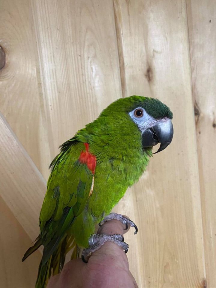 LGR Macaws , an adoptable Macaw in Woodbridge, NJ_image-4