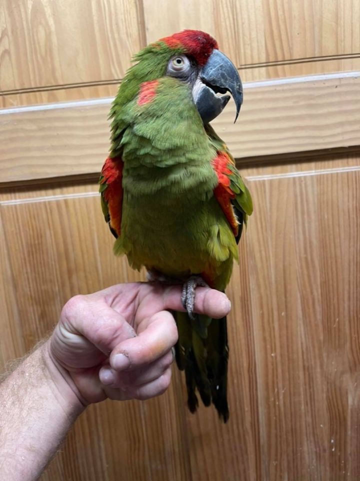 LGR Macaws , an adoptable Macaw in Woodbridge, NJ_image-6