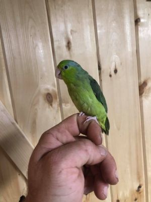 LGR Parrotlets, Adult Male unknown