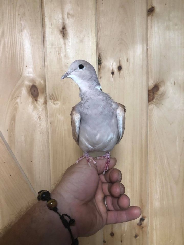 LGR Doves, an adoptable Dove in Woodbridge, NJ_image-2
