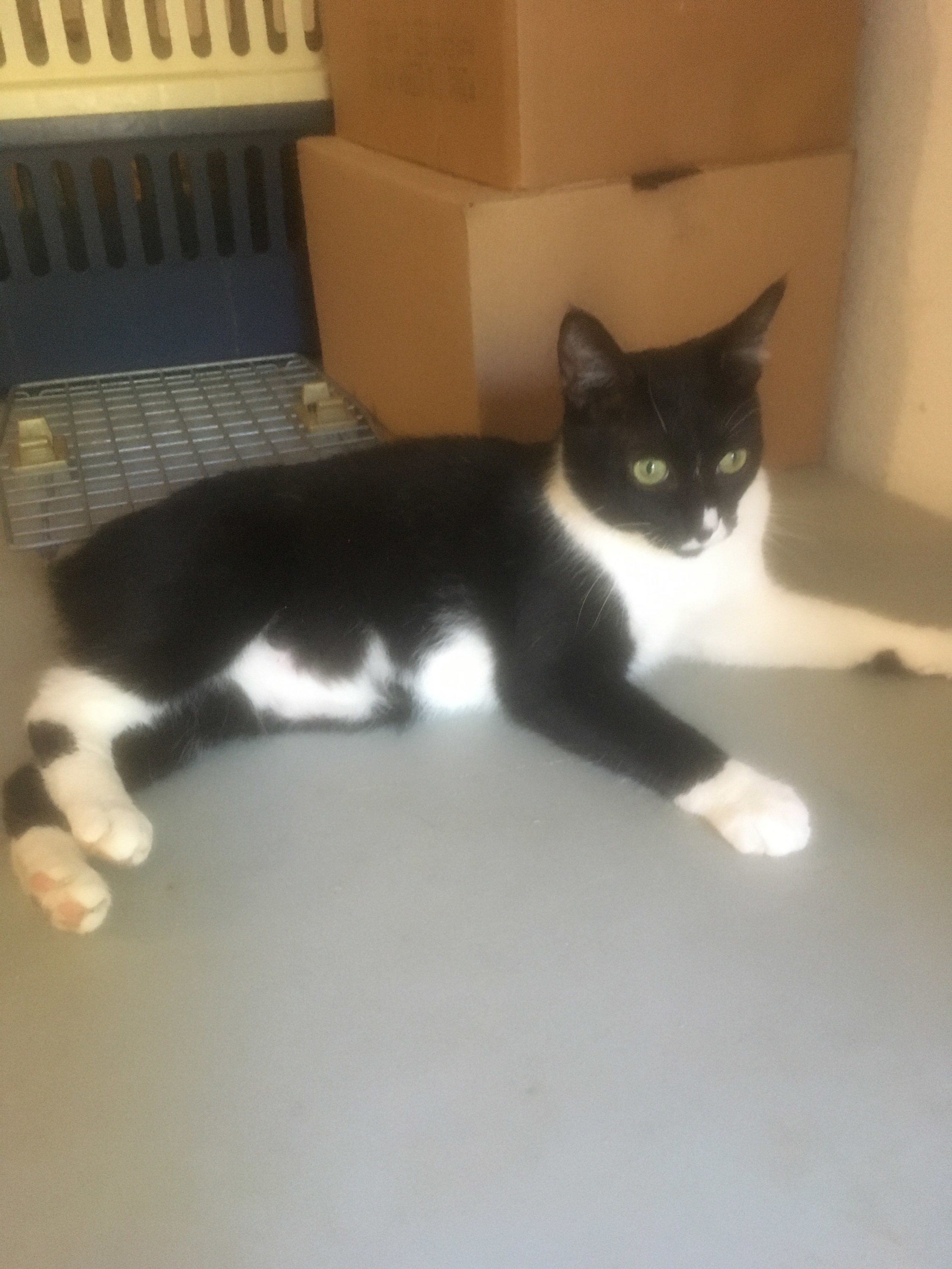 Olaf (M) INDOOR ONLY