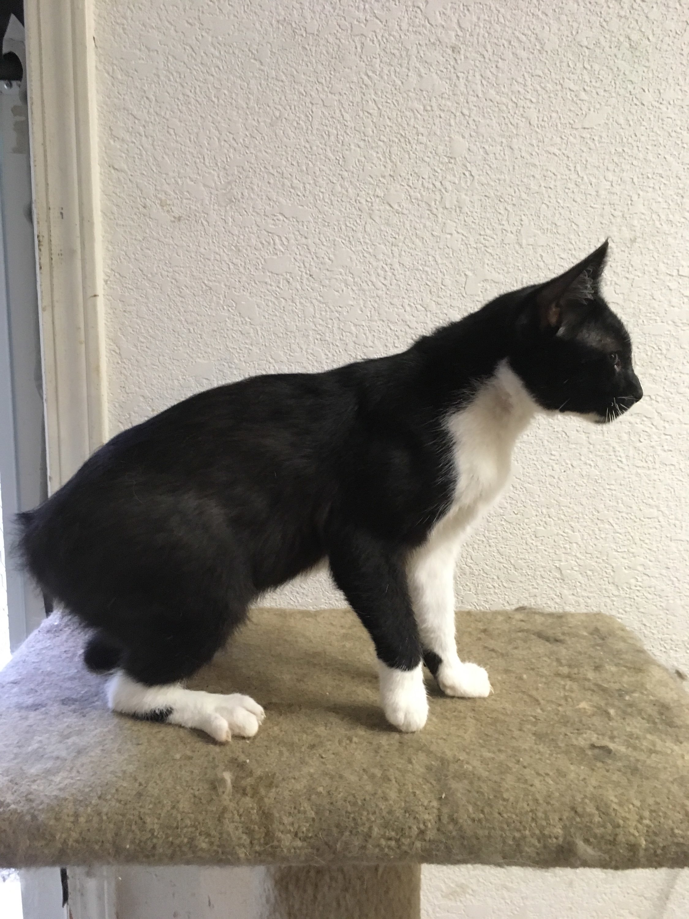 Olaf (M) INDOOR ONLY, an adoptable Manx, Domestic Short Hair in Stockton, CA, 95212 | Photo Image 3