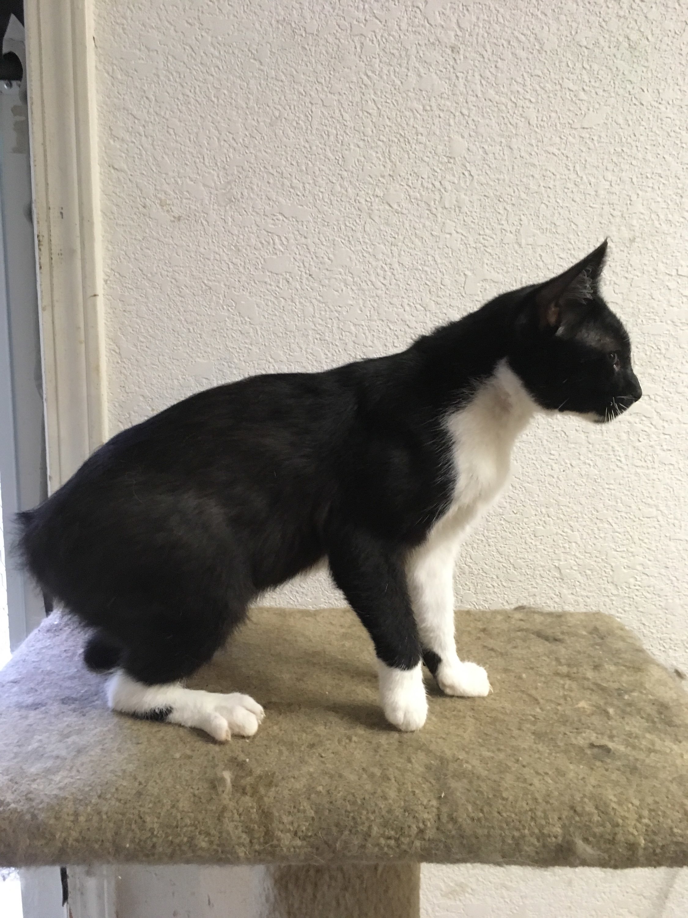 Olaf (M) INDOOR ONLY
