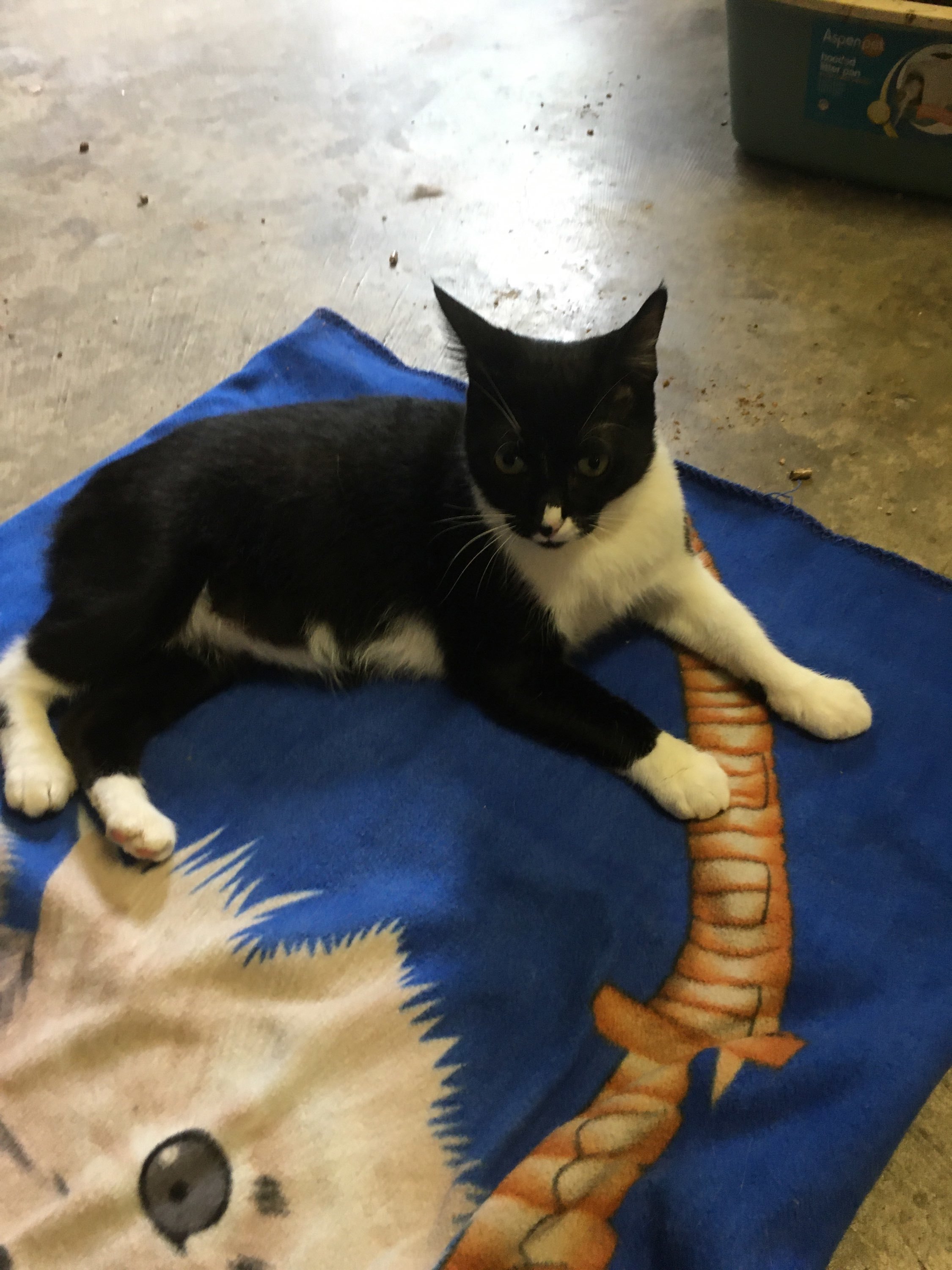 Olaf (M) INDOOR ONLY