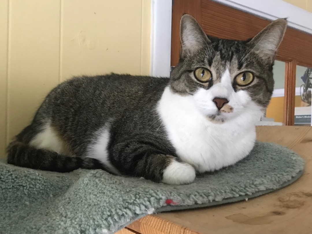 Lena, an adoptable Tabby, Domestic Short Hair in Chattanooga, TN, 37415 | Photo Image 2