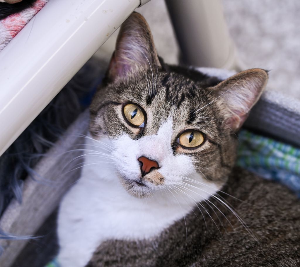 Lena, an adoptable Tabby, Domestic Short Hair in Chattanooga, TN, 37415 | Photo Image 6