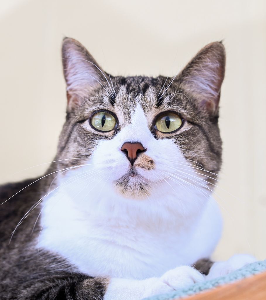 Lena, an adoptable Tabby, Domestic Short Hair in Chattanooga, TN, 37415 | Photo Image 8