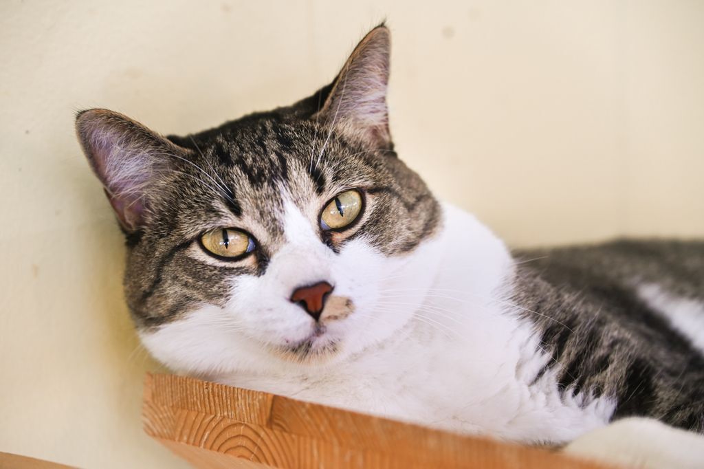 Lena, an adoptable Tabby, Domestic Short Hair in Chattanooga, TN, 37415 | Photo Image 12