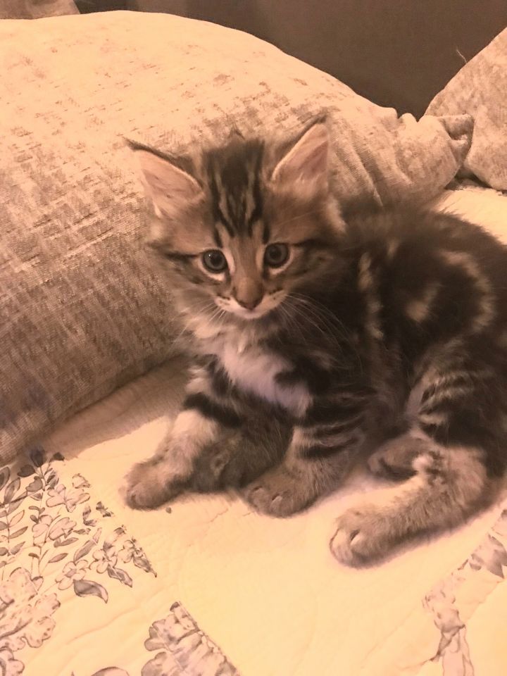 Maine Coon Kittens 1