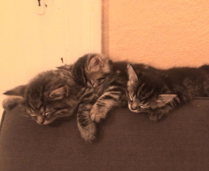 Maine Coon Kittens 2