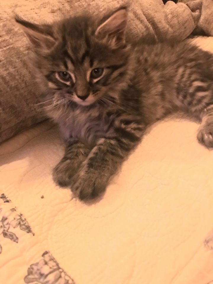 Maine Coon Kittens 4