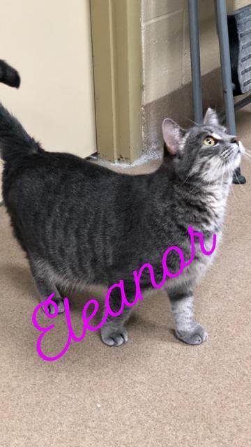 Eleanor - update! adopted!