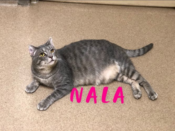 Nala - to rescue!