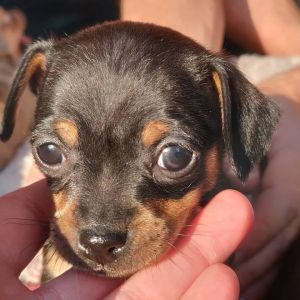 Chihuahua pup #1 black & tan
