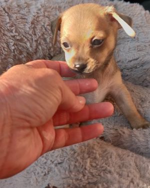 Chihuahua puppy #5 tan