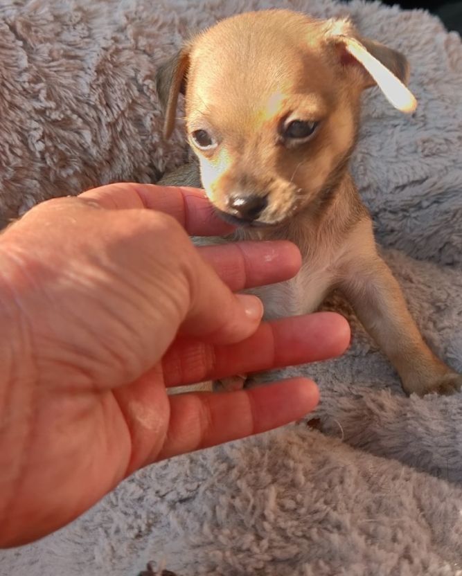 Chihuahua puppy #5 tan