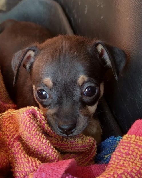 Chihuahua puppy #4 black & tan