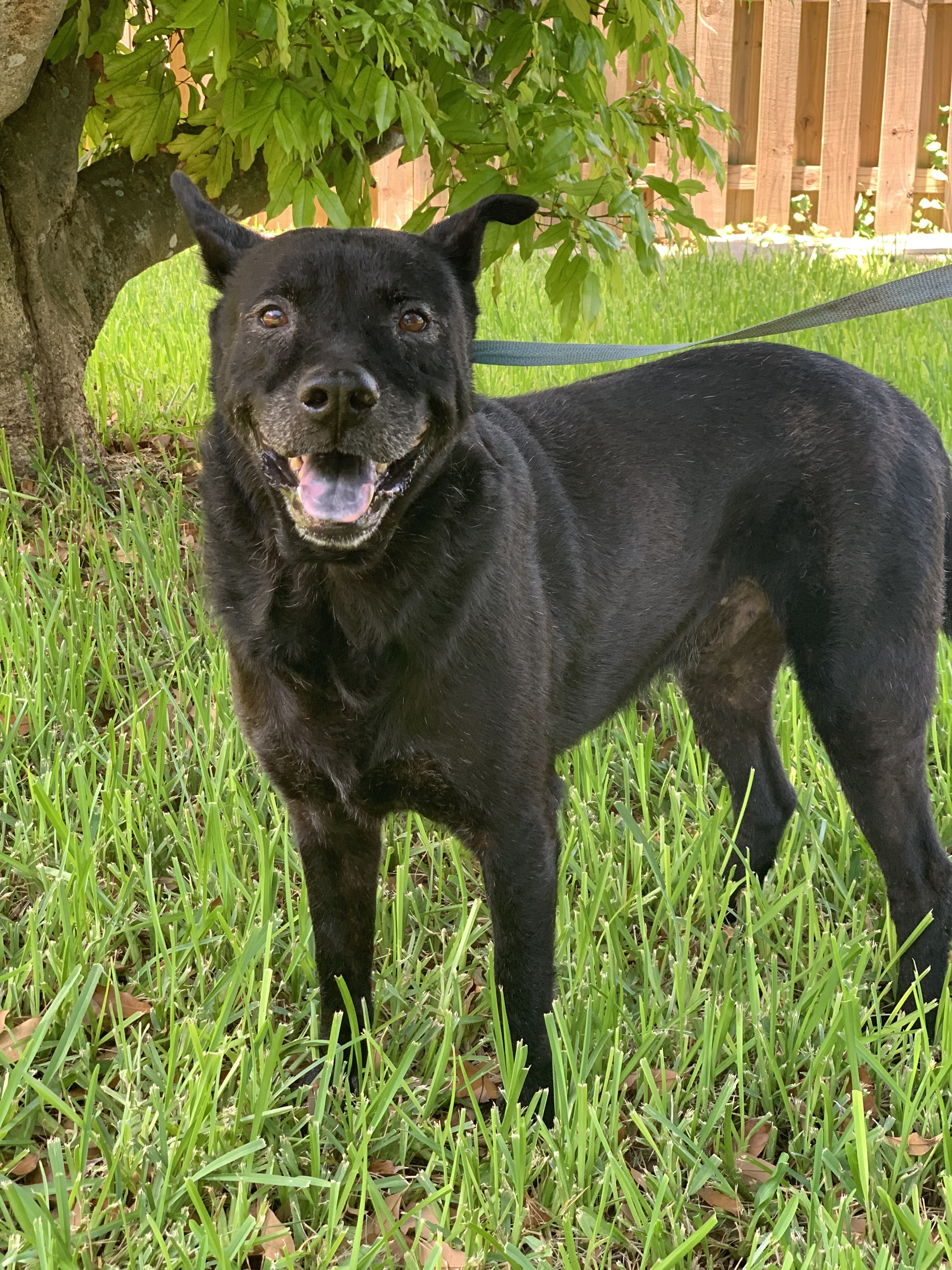 Jasper, an adoptable Labrador Retriever, Shepherd in Homestead, FL, 33030 | Photo Image 1