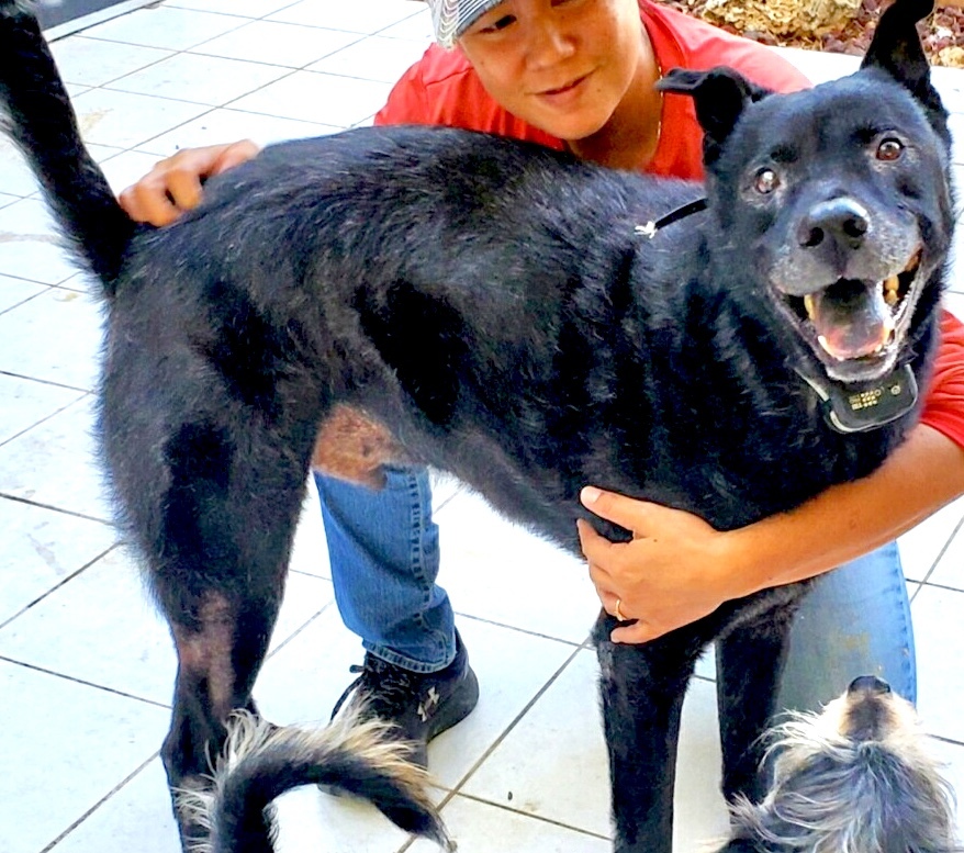 Jasper, an adoptable Labrador Retriever, Shepherd in Homestead, FL, 33030 | Photo Image 3