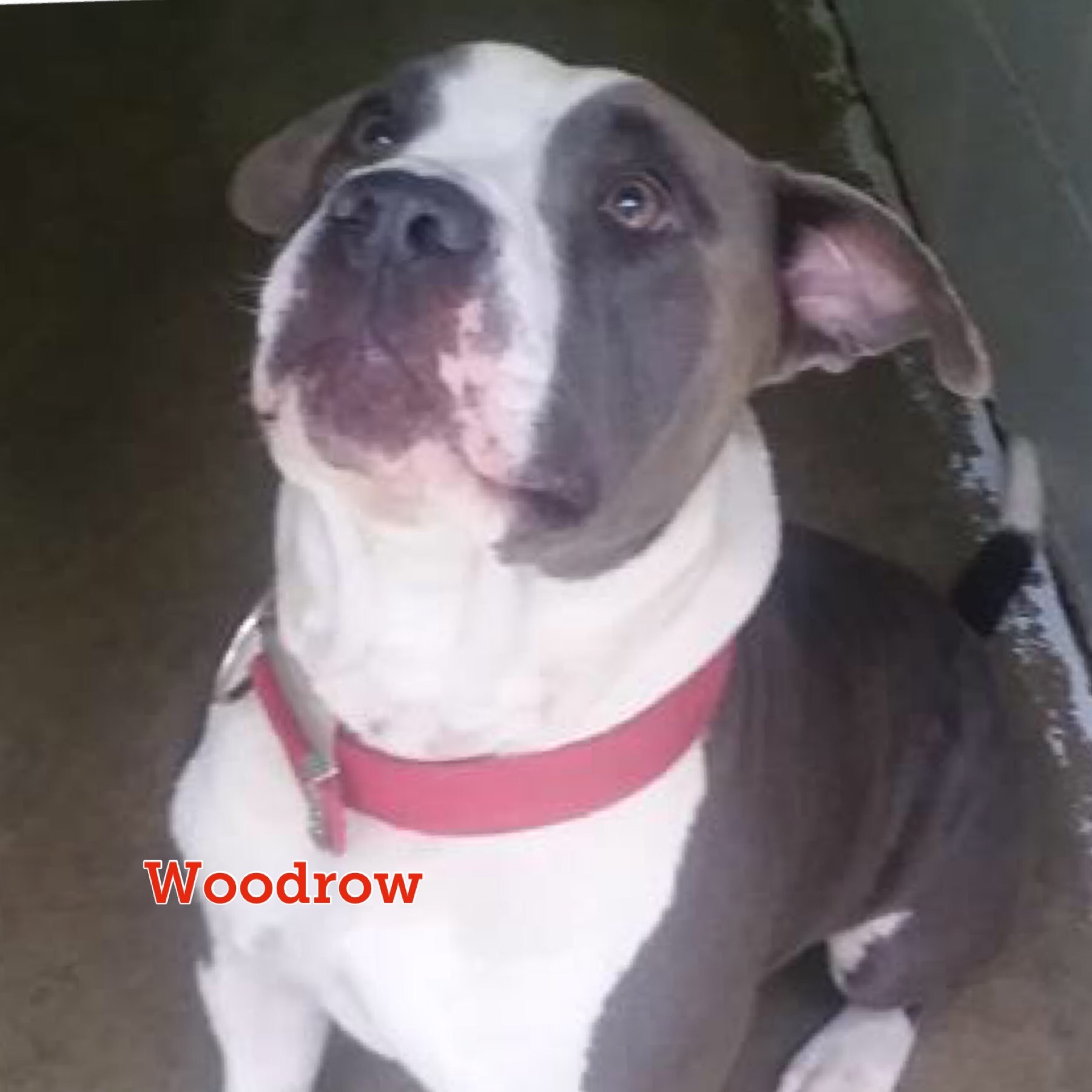 Woodrow, an adoptable Pit Bull Terrier in Sautee Nacoochee, GA, 30571 | Photo Image 2