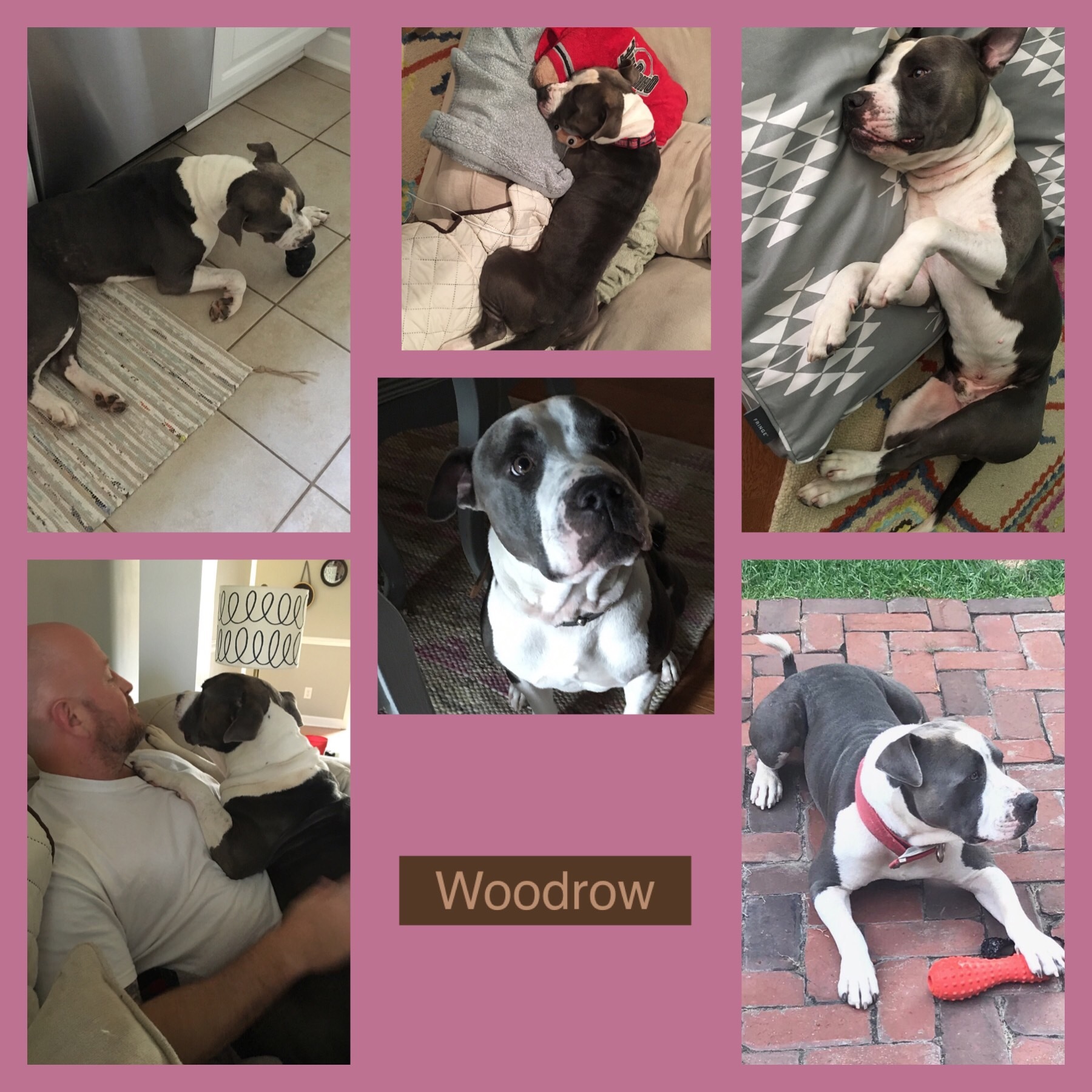 Woodrow, an adoptable Pit Bull Terrier in Sautee Nacoochee, GA, 30571 | Photo Image 3