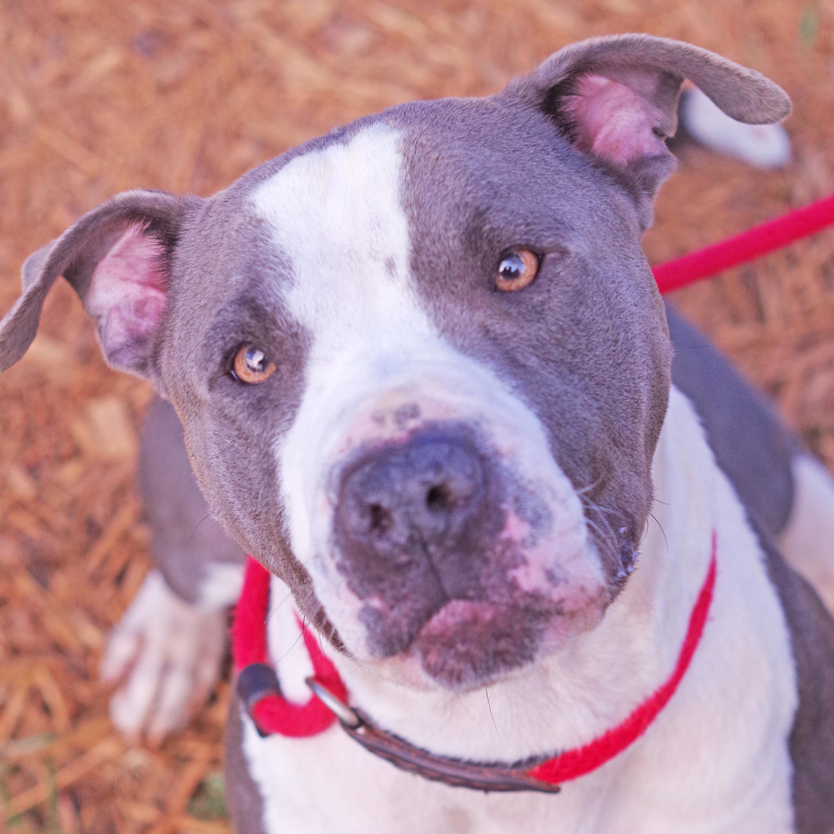 Woodrow, an adoptable Pit Bull Terrier in Sautee Nacoochee, GA, 30571 | Photo Image 1