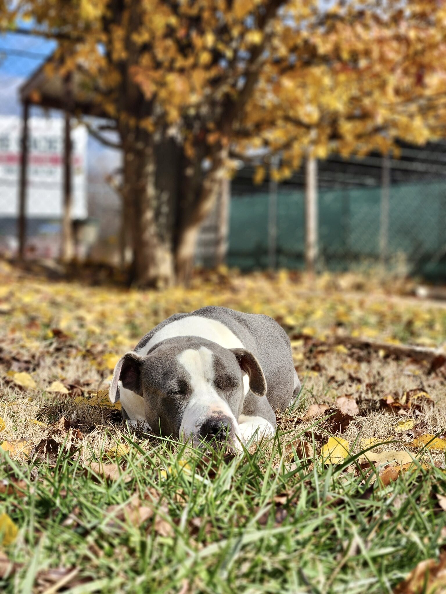 Woodrow, an adoptable Pit Bull Terrier, Great Dane in Sautee Nacoochee, GA, 30571 | Photo Image 5