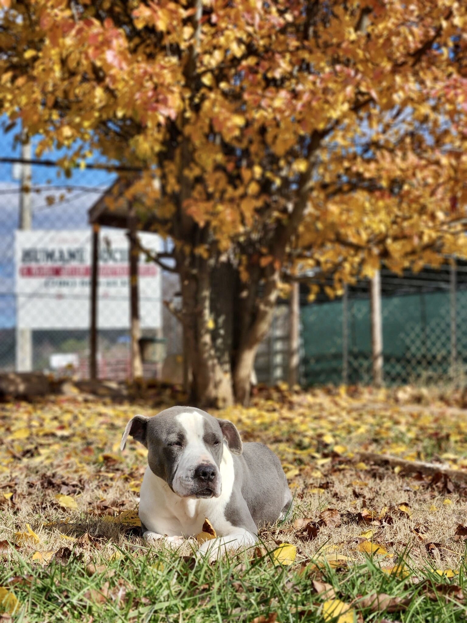 Woodrow, an adoptable Pit Bull Terrier, Great Dane in Sautee Nacoochee, GA, 30571 | Photo Image 6
