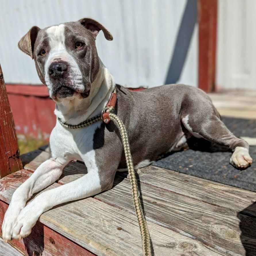 Woodrow, an adoptable Pit Bull Terrier, Great Dane in Sautee Nacoochee, GA, 30571 | Photo Image 1